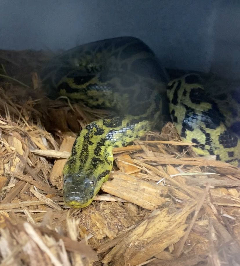 Adult male Yellow Anaconda