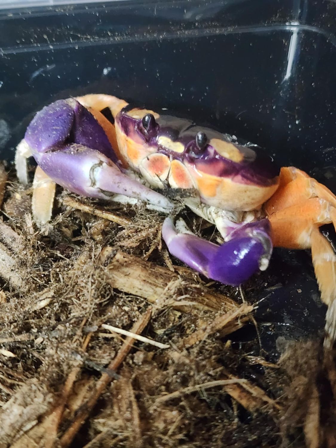 Halloween Moon Crab