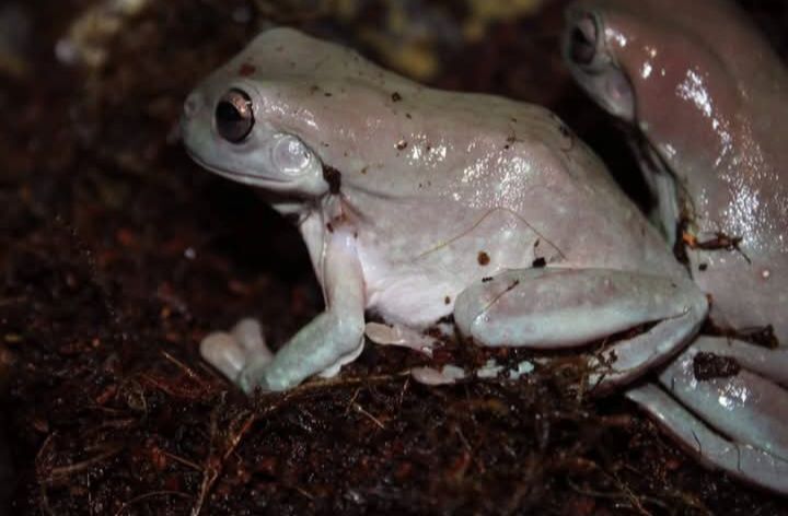 Dumpy Tree frog