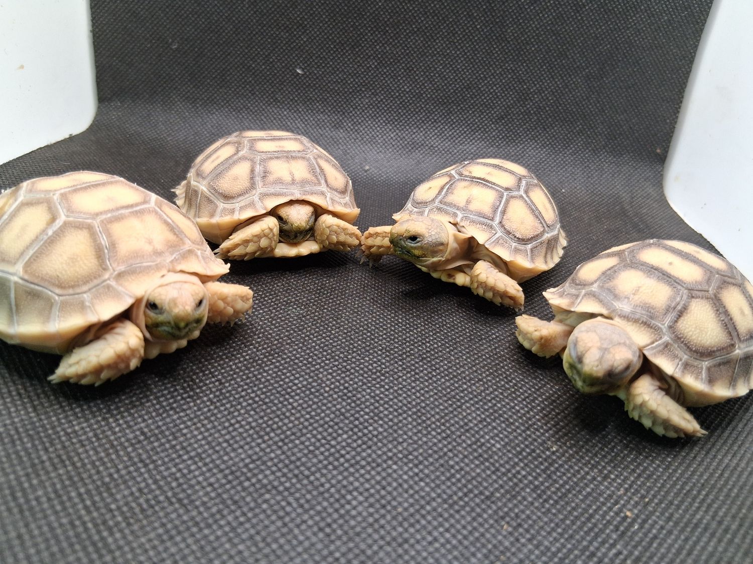 Het albino sulcata tortoise hatchlings