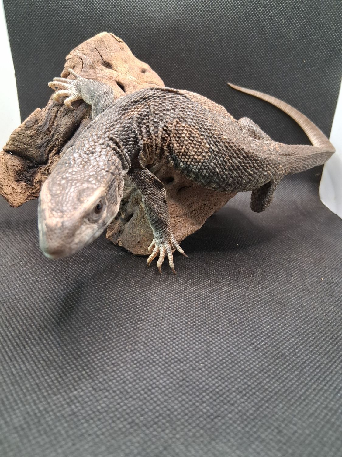 Savannah monitor