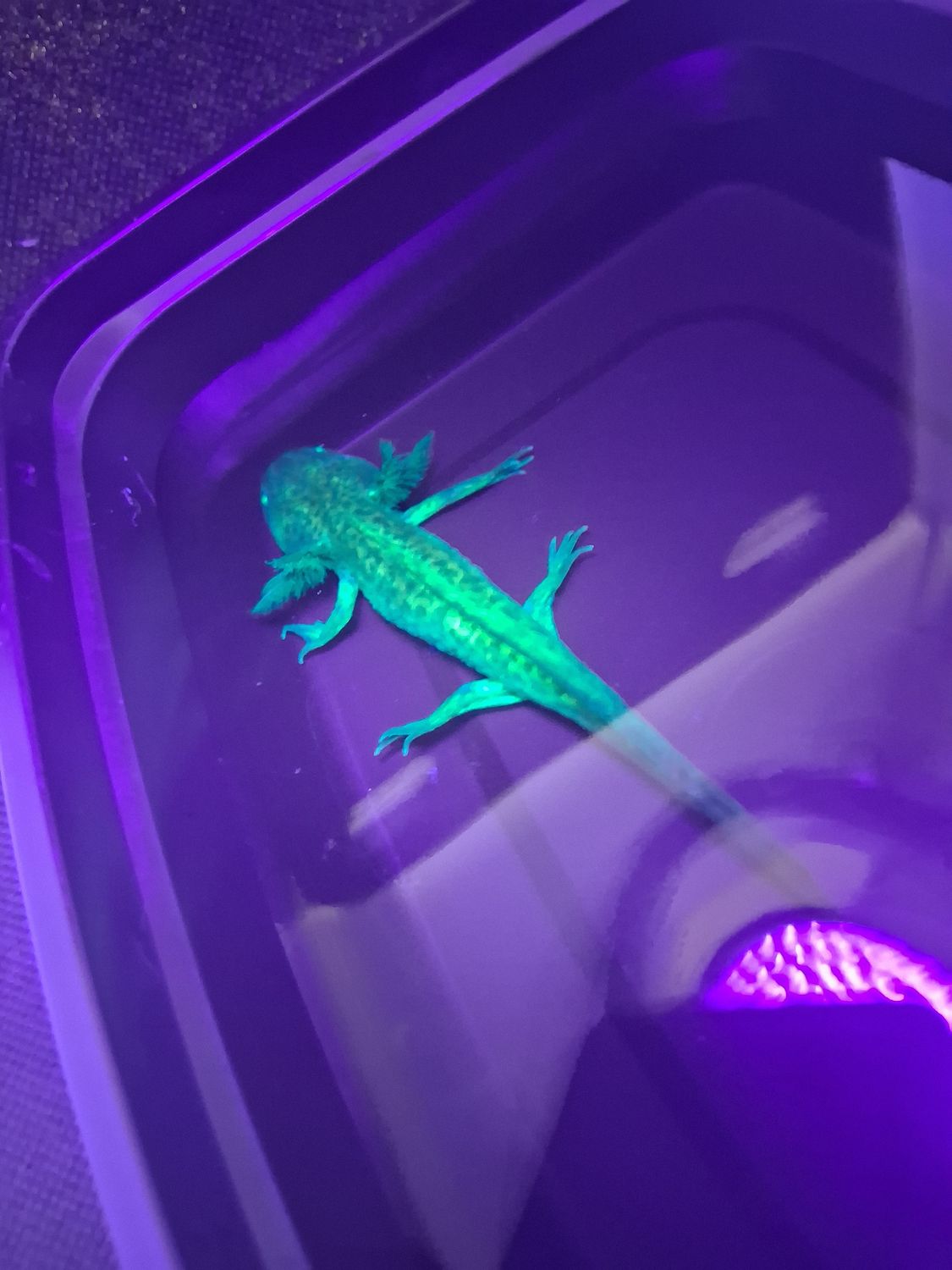 GFP wild type Axolotl