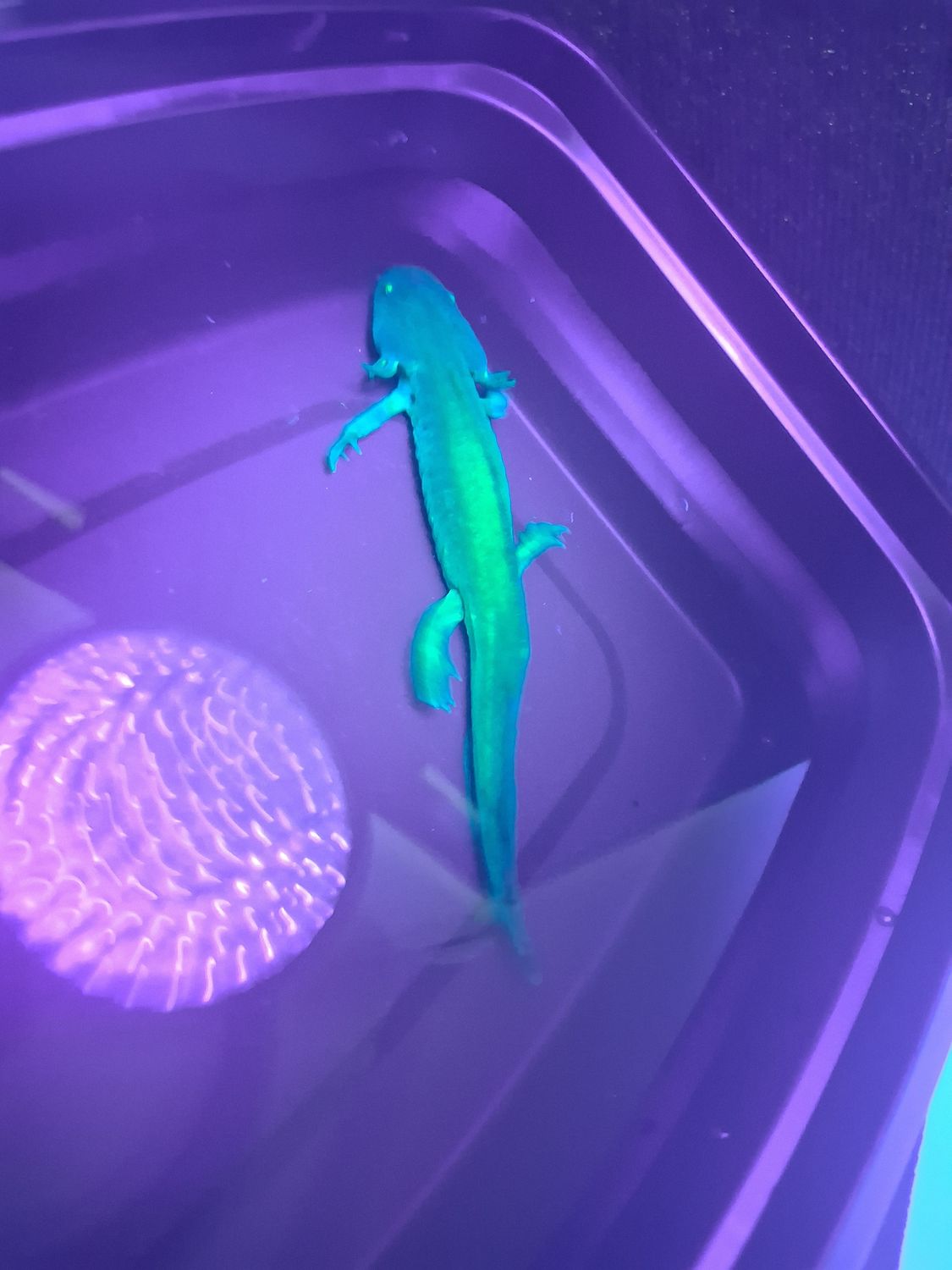 GFP Melanoid Axolotls