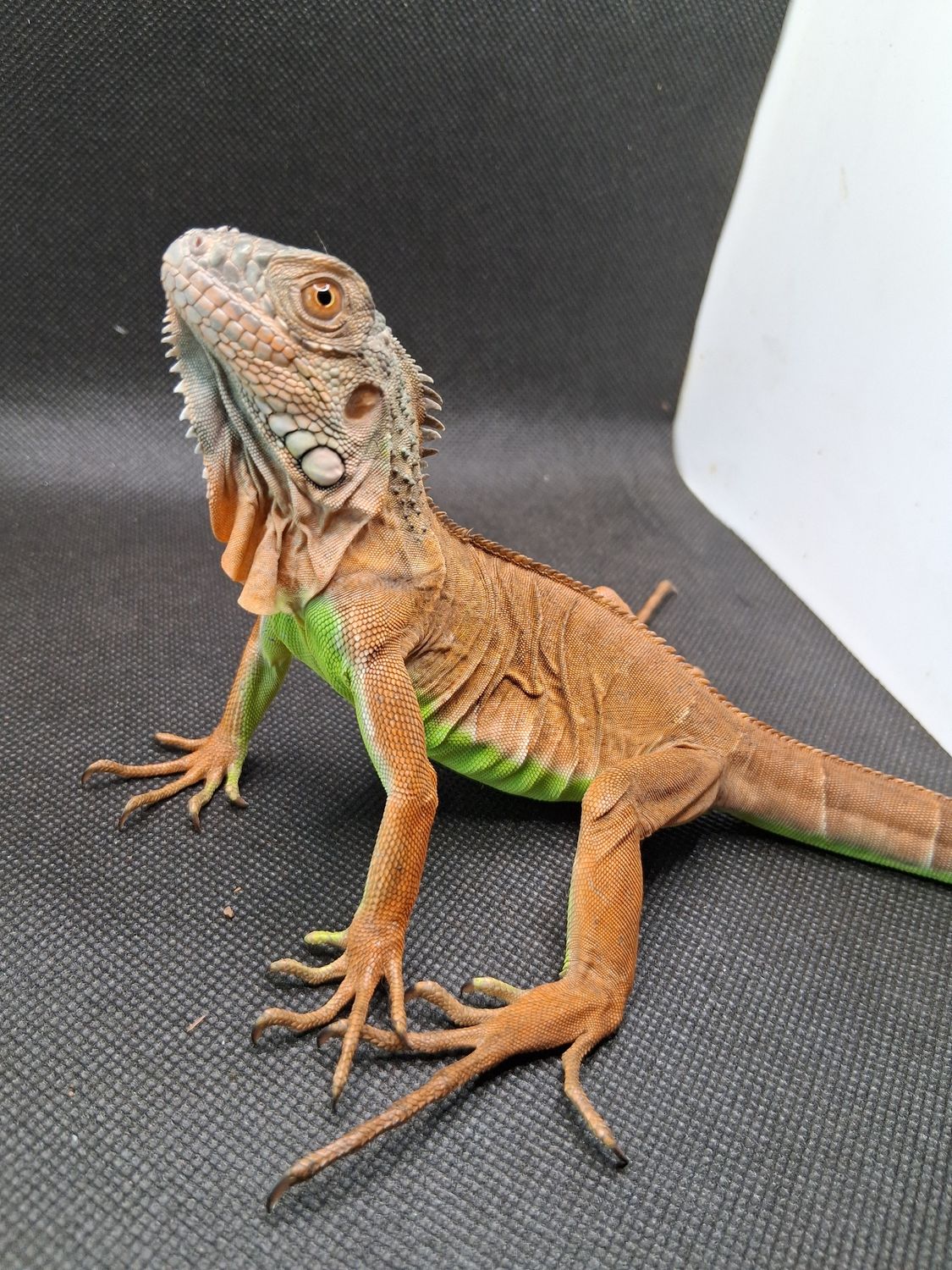 Red iguana 