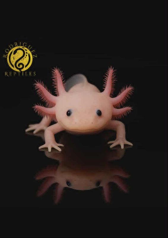 Axolotl