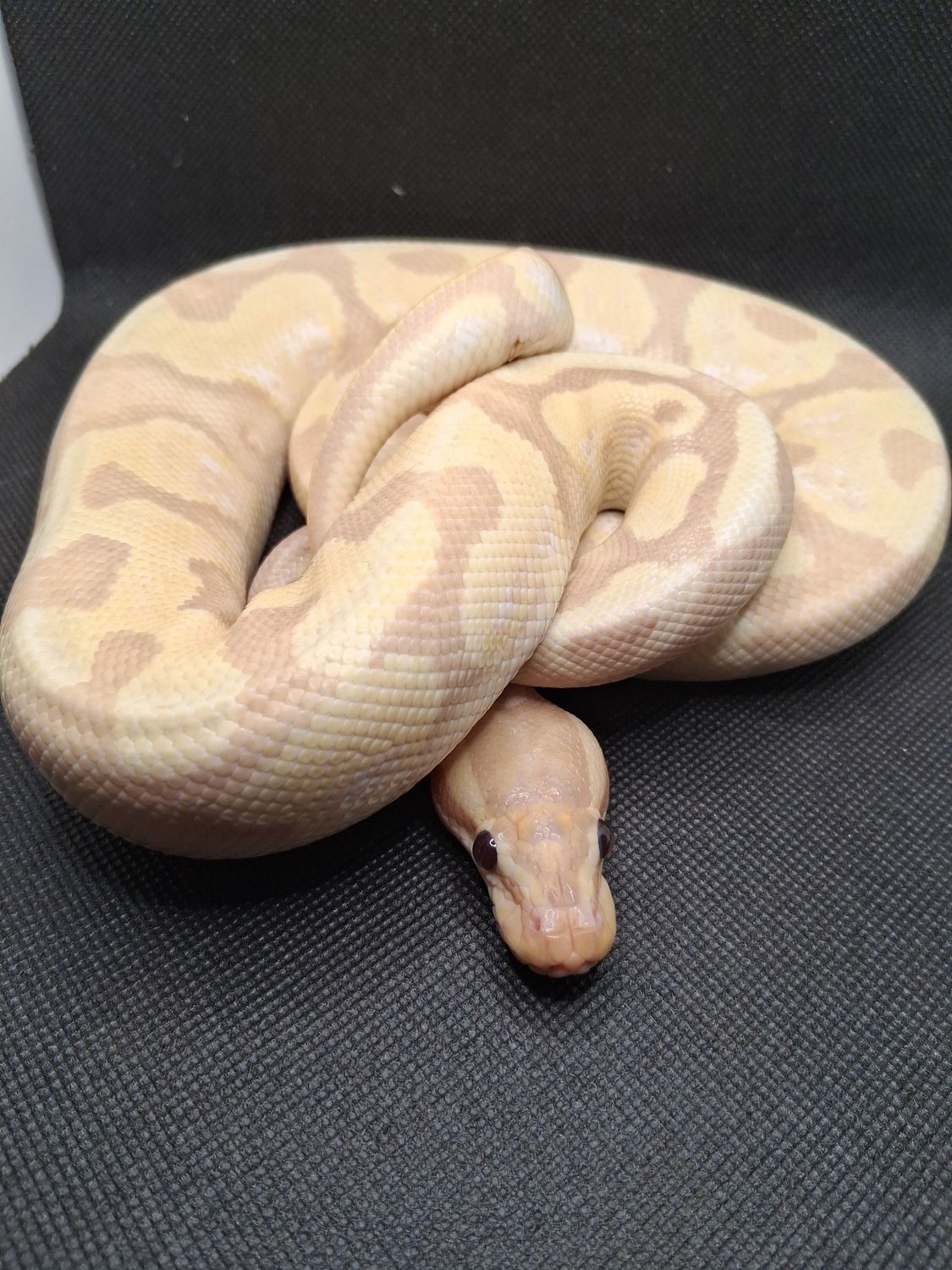 Banana enchi