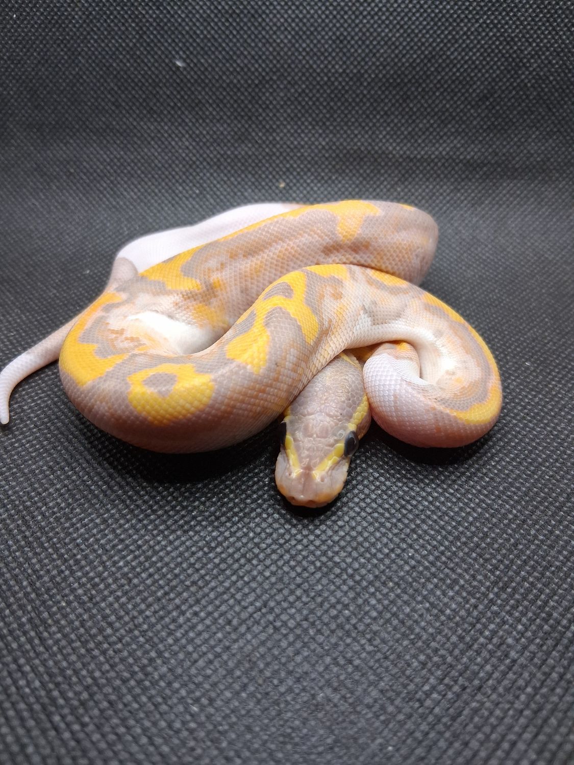 Banana Pastel Pied ball python