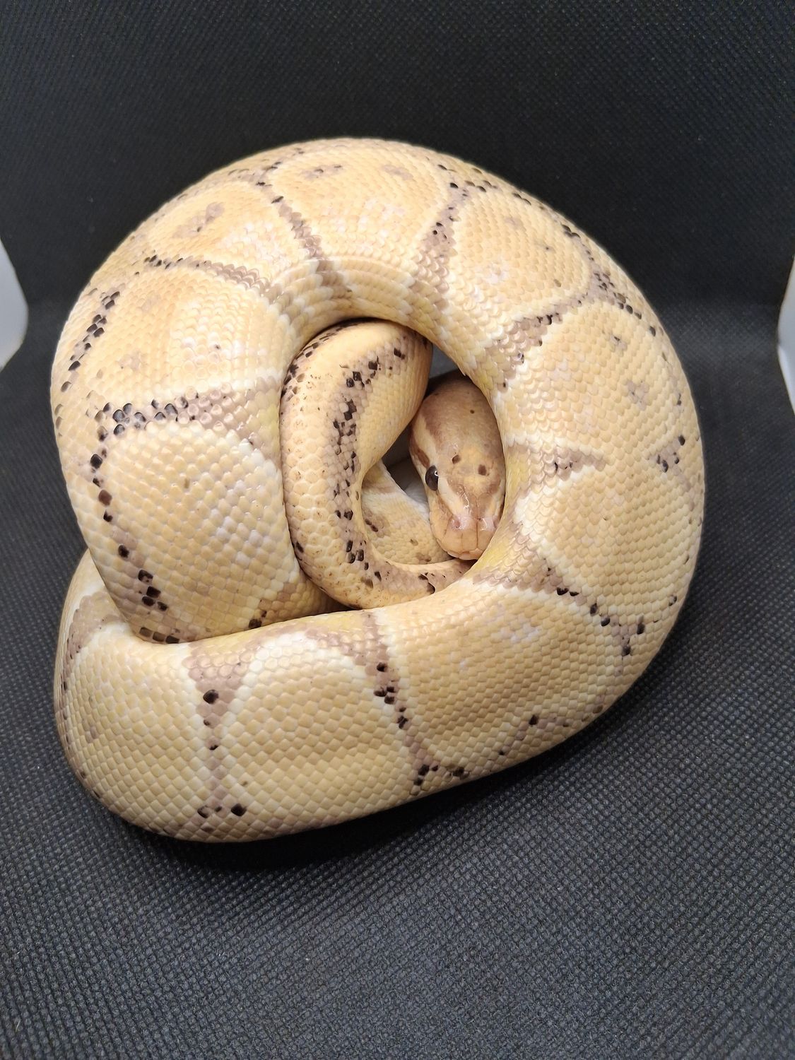 Banana orange dream