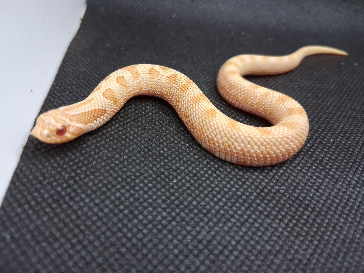 Albino Anaconda hognose snake
