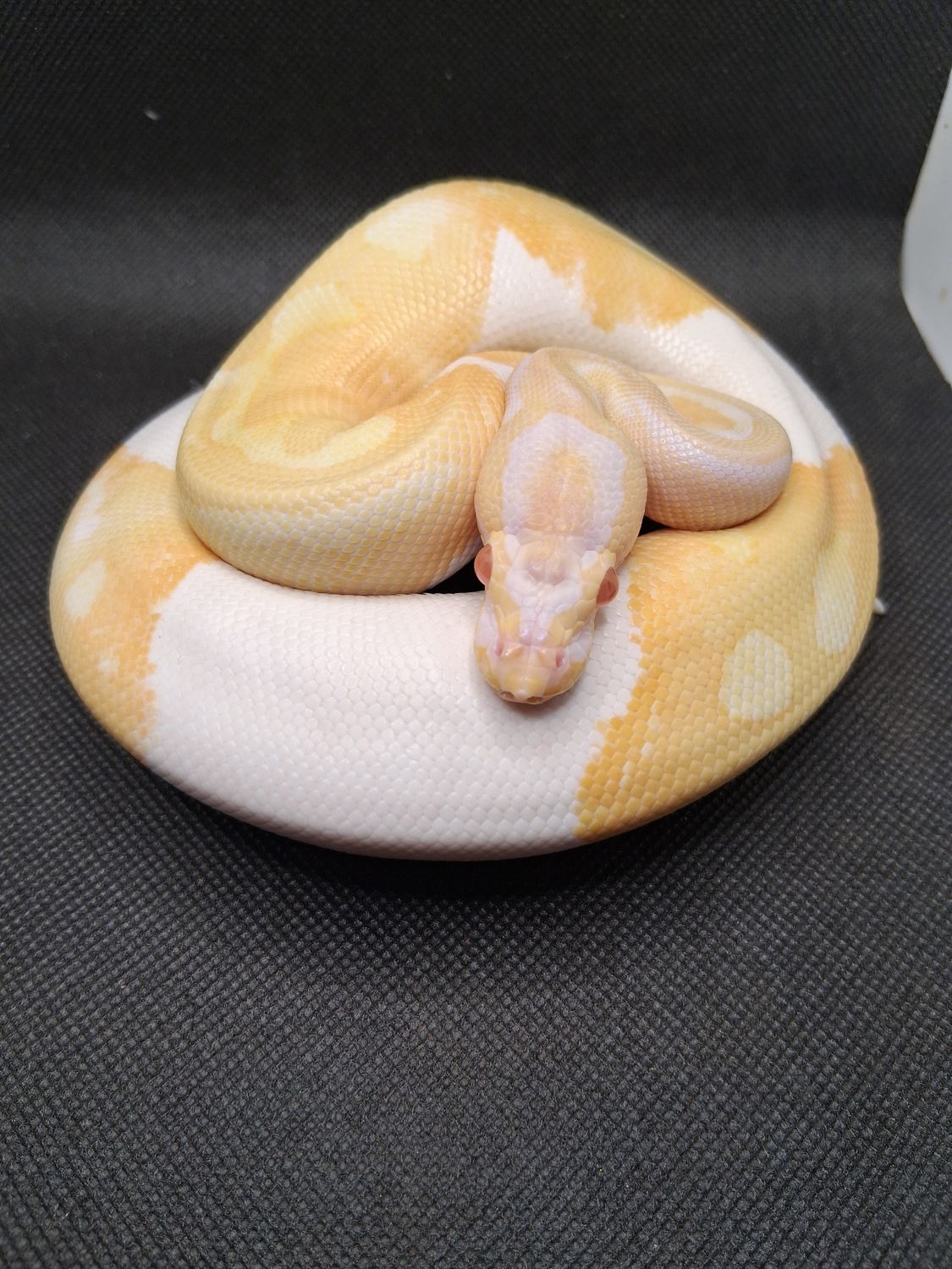 Albino emoji pied