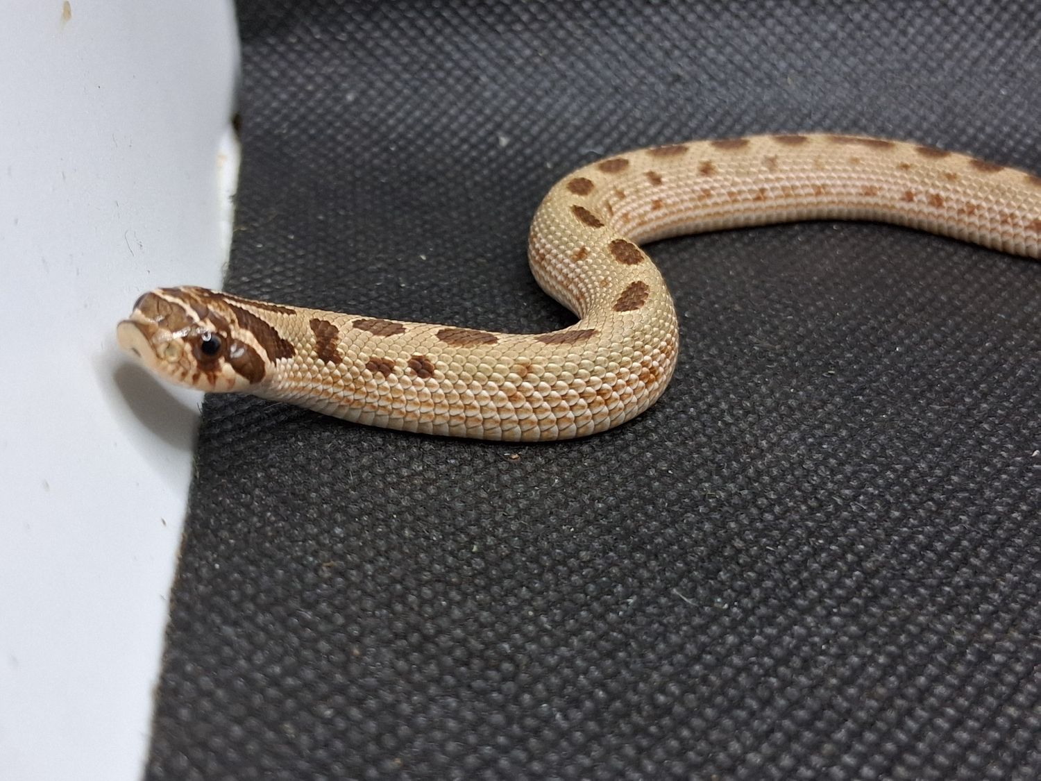 Anaconda hognose snake