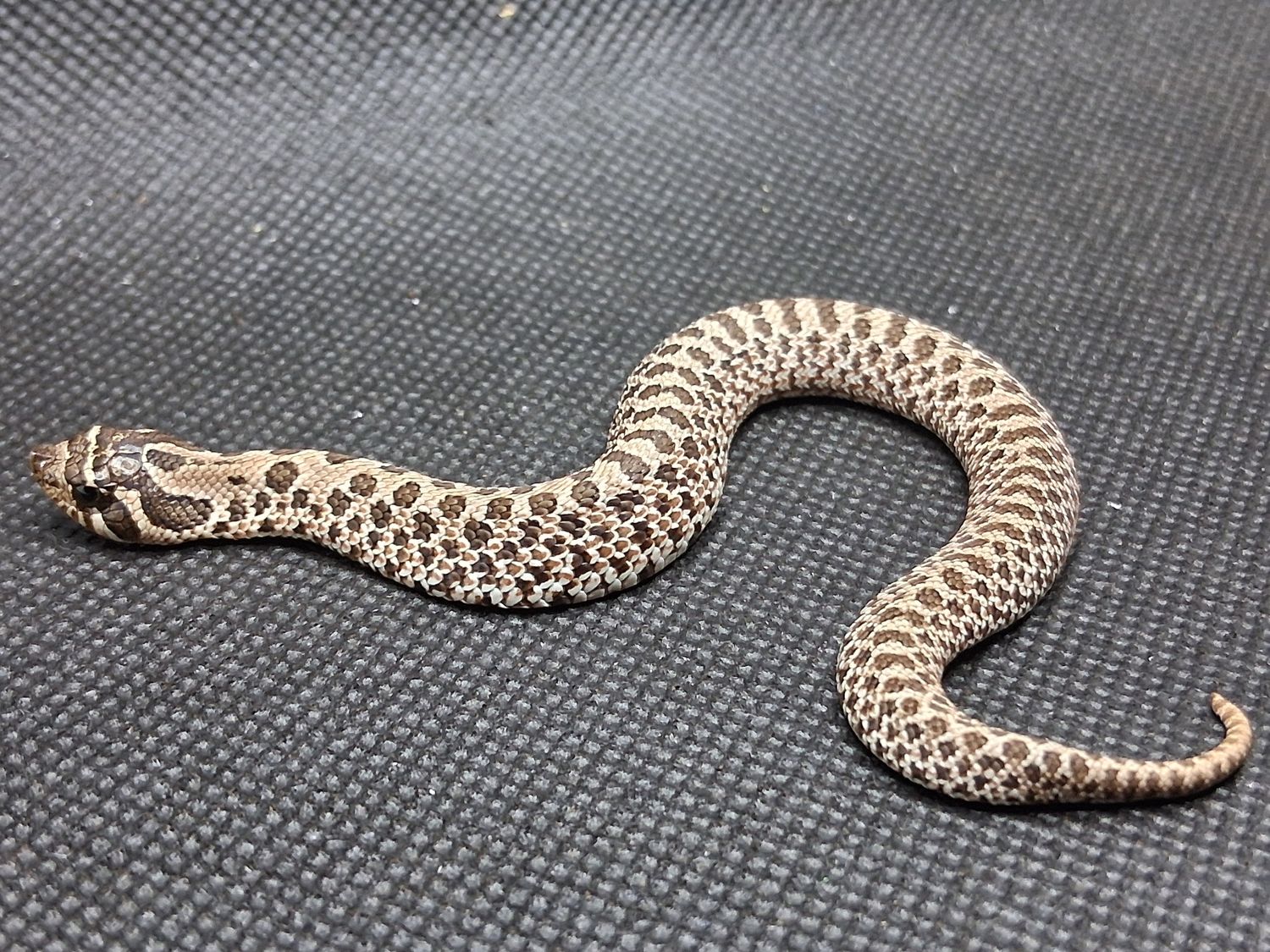 Arctic hognose snake