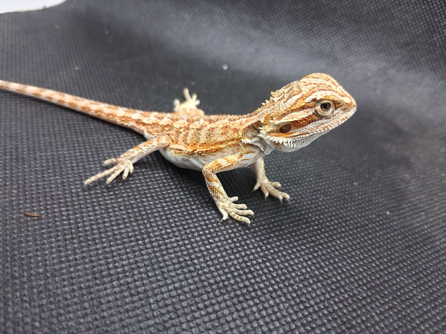 Baby bearded dragon