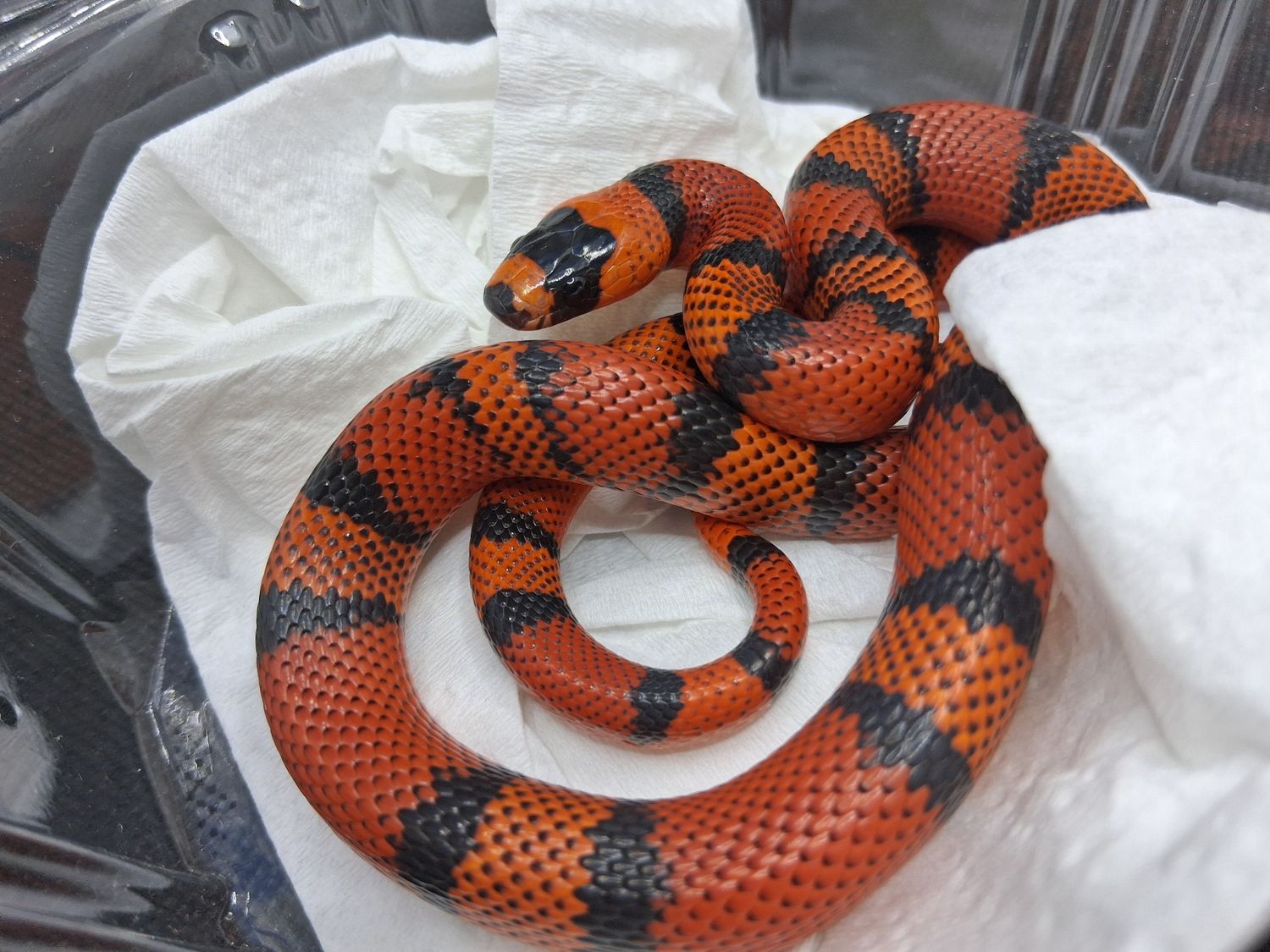 Tangerine Honduran Milk Snake