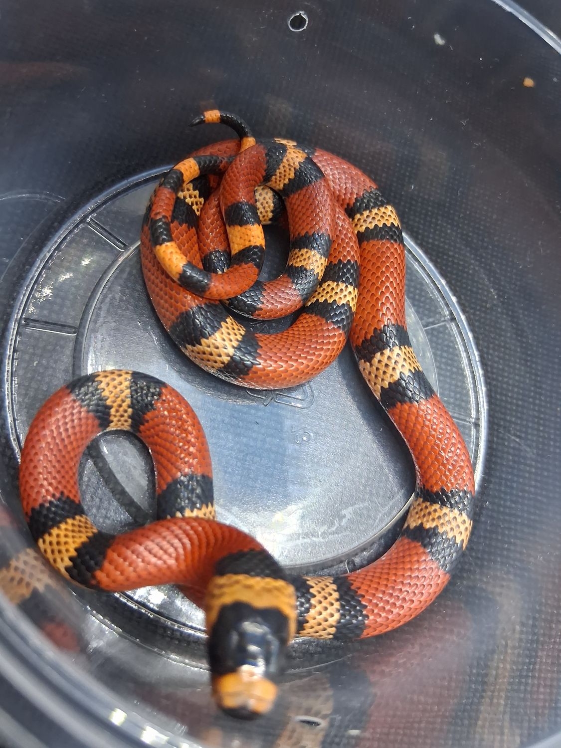Tricolor Honduran Milk Snake