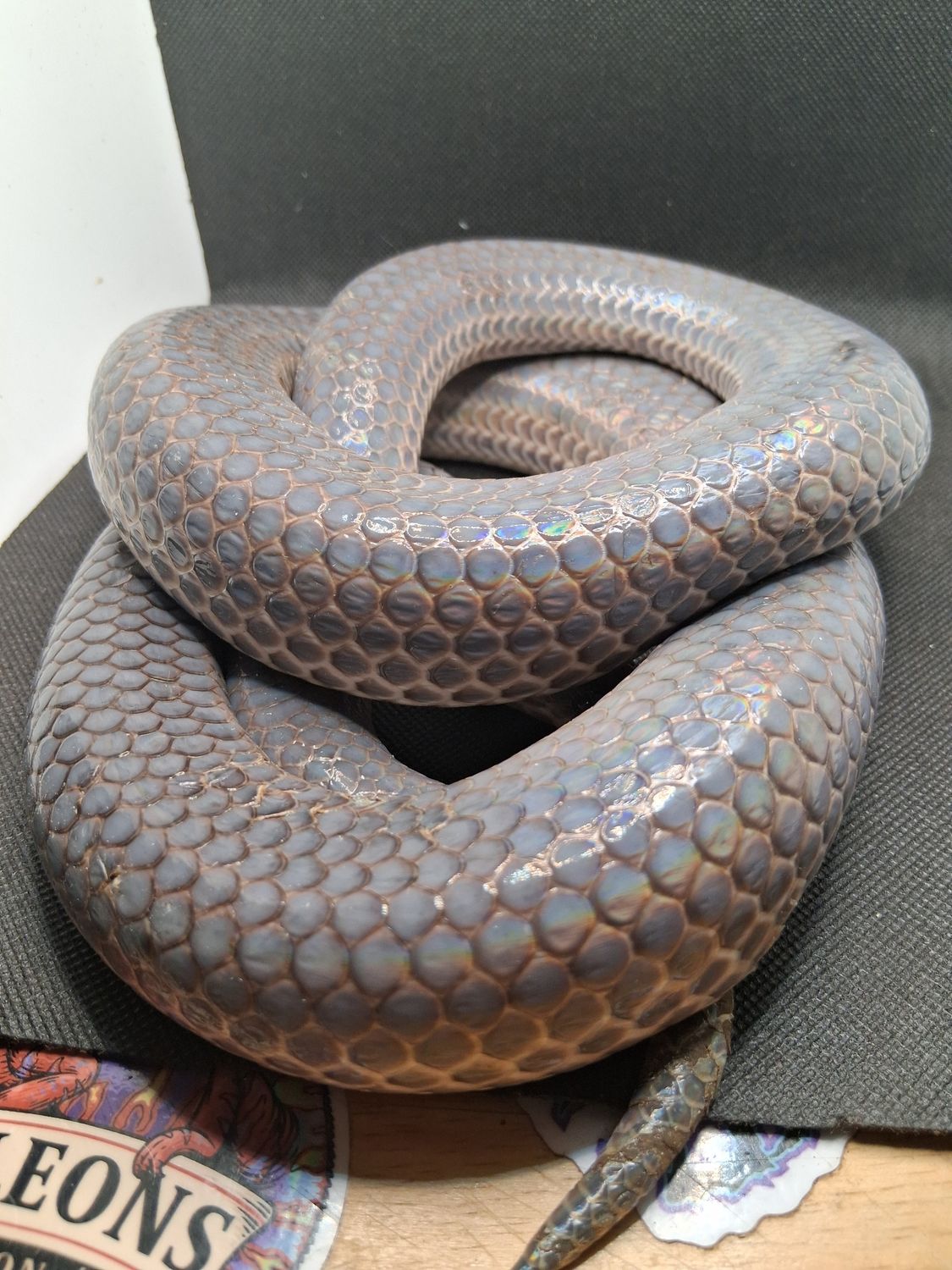 Sunbeam Snake