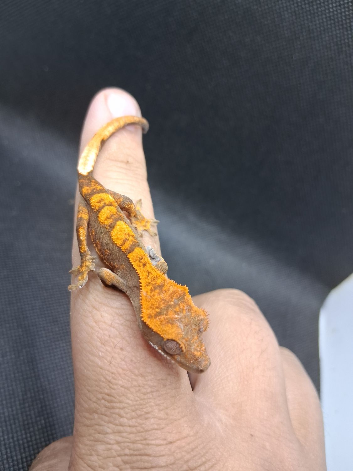 Baby Crested Gecko