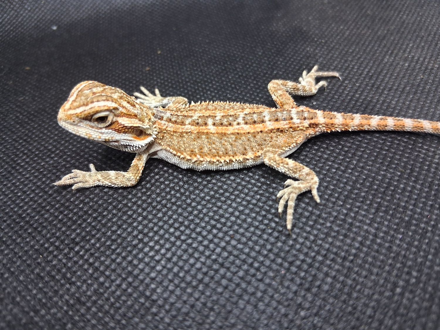 Baby bearded dragon