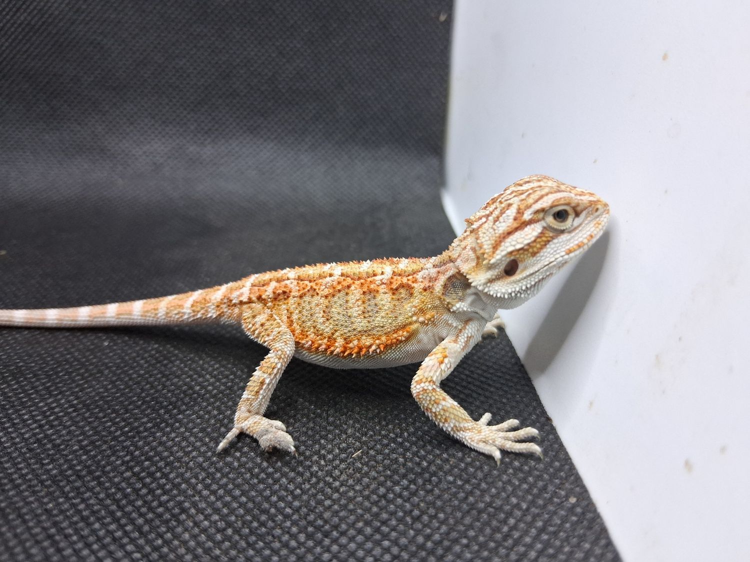 Baby bearded dragon