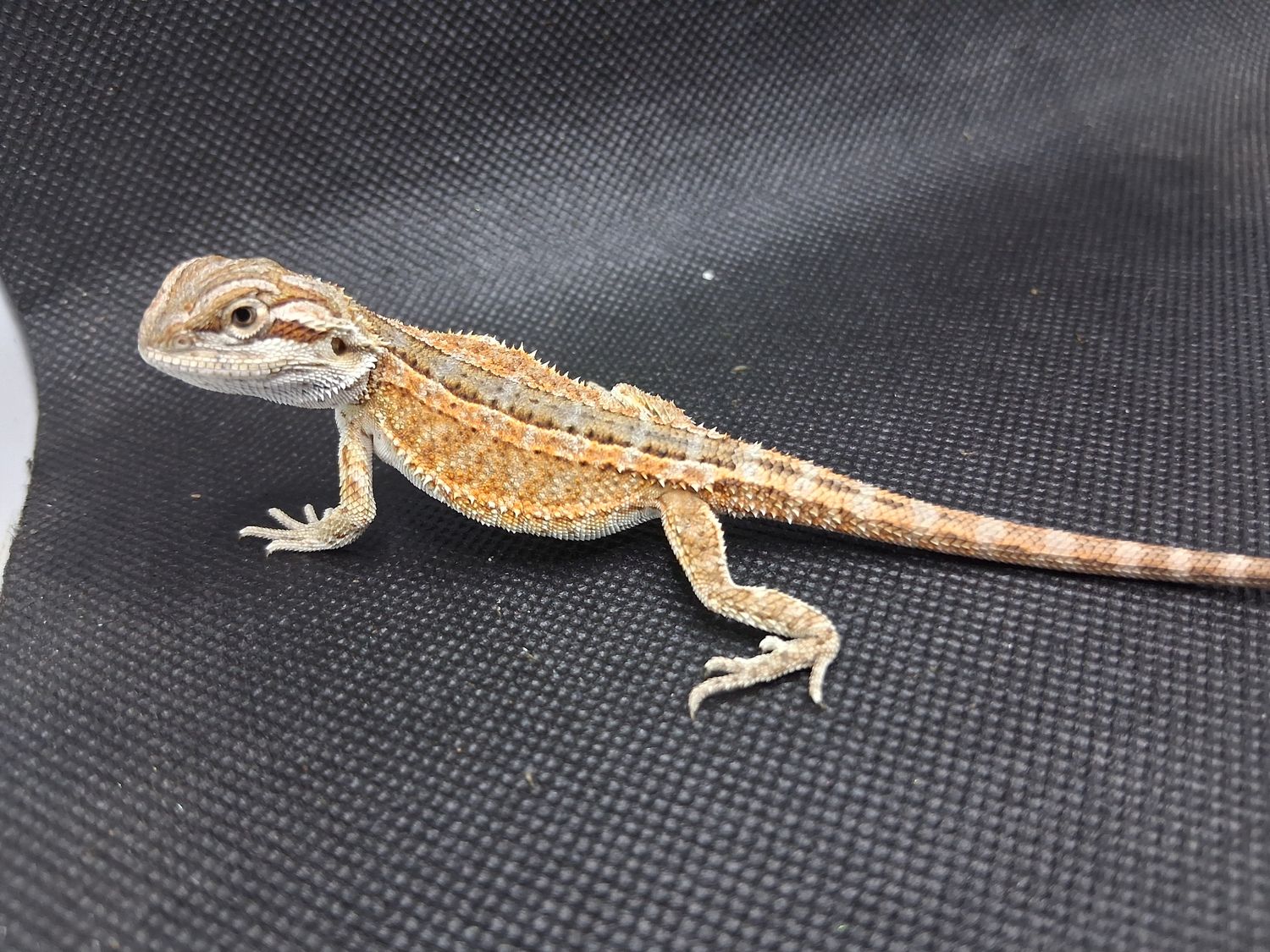 Baby bearded dragon