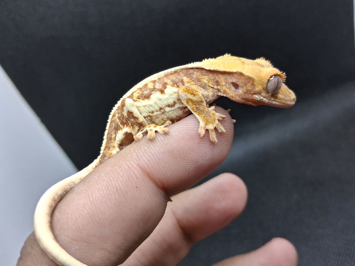 Lilly white crested geckos