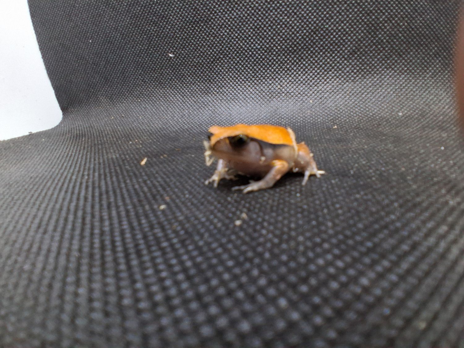 Baby Tomato Frog