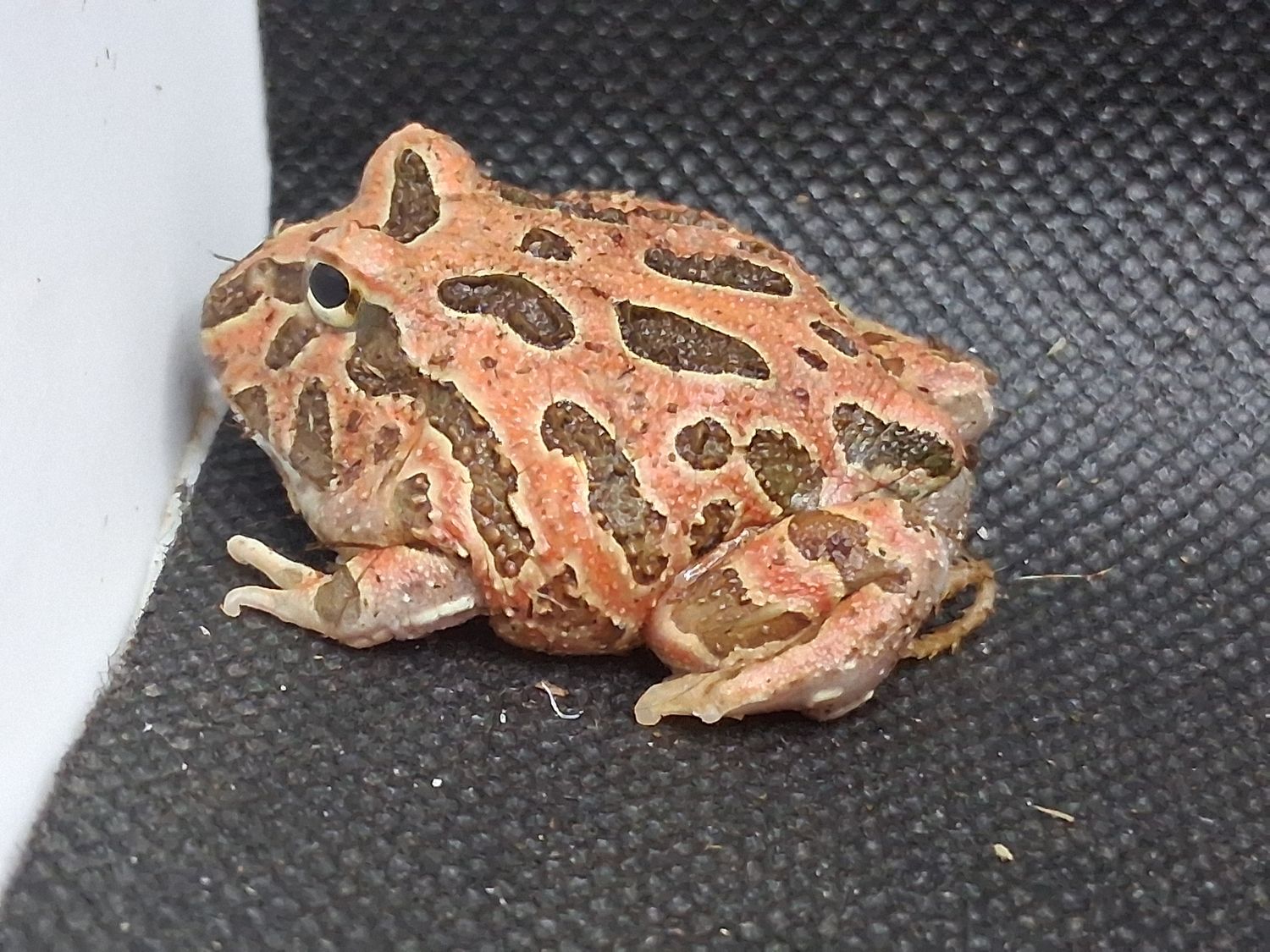 Cinnamon Blaze Pacman frog