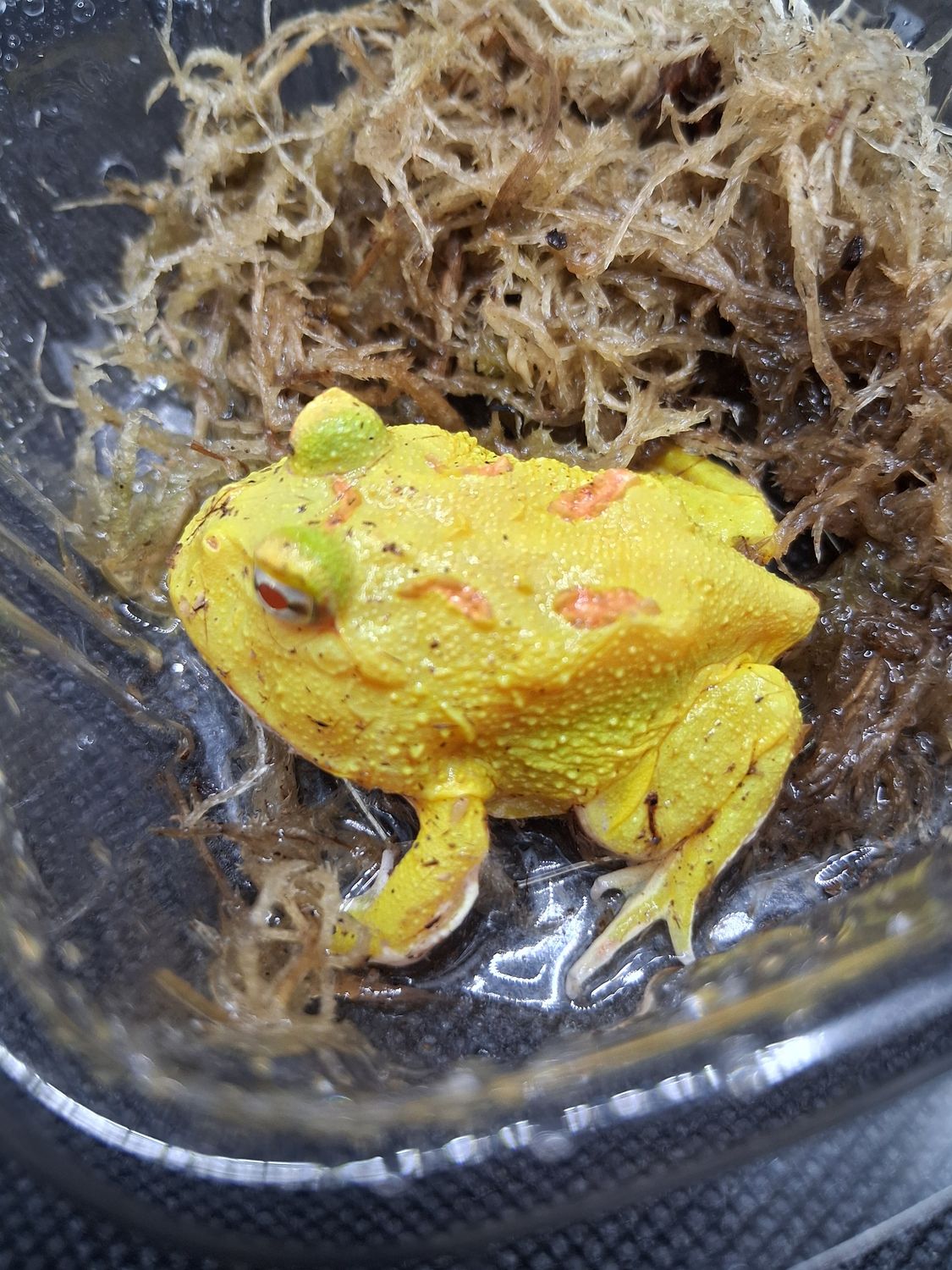Lemon Drop Pikachu
