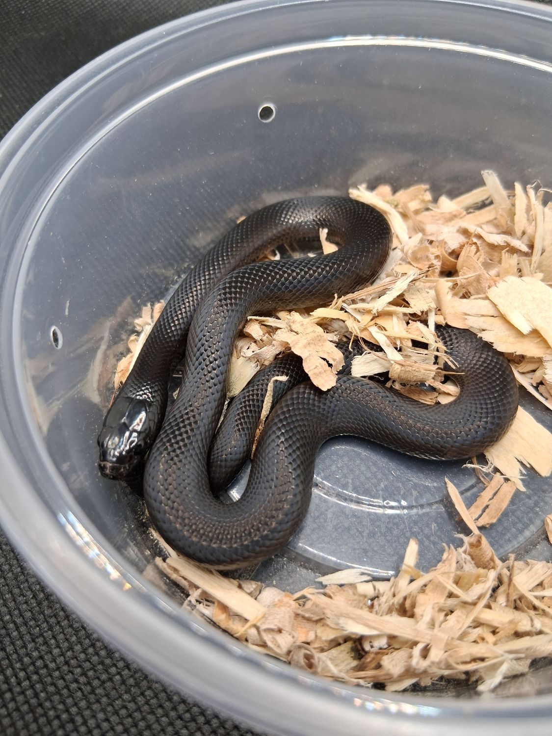 Mexican Black Kingsnake
