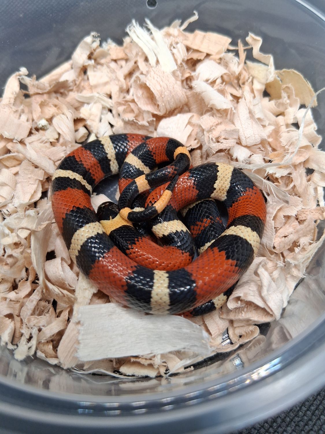 Apricot pueblan milk snake