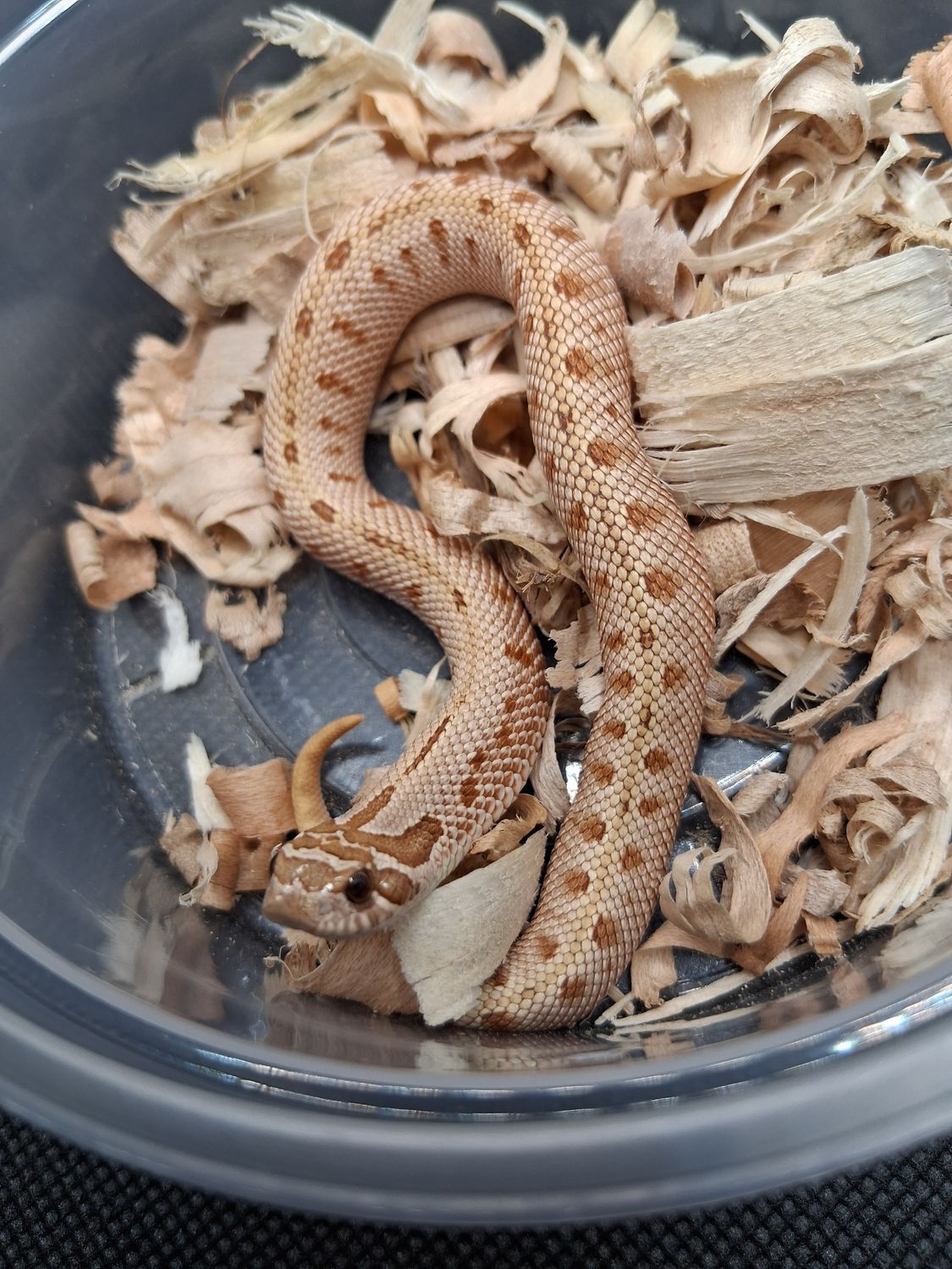 Toffee Conda hognose snake