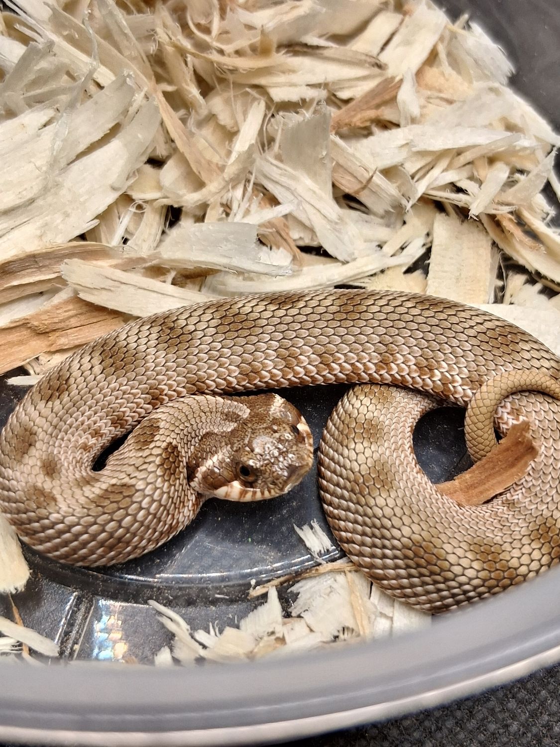 Anaconda hognose snake