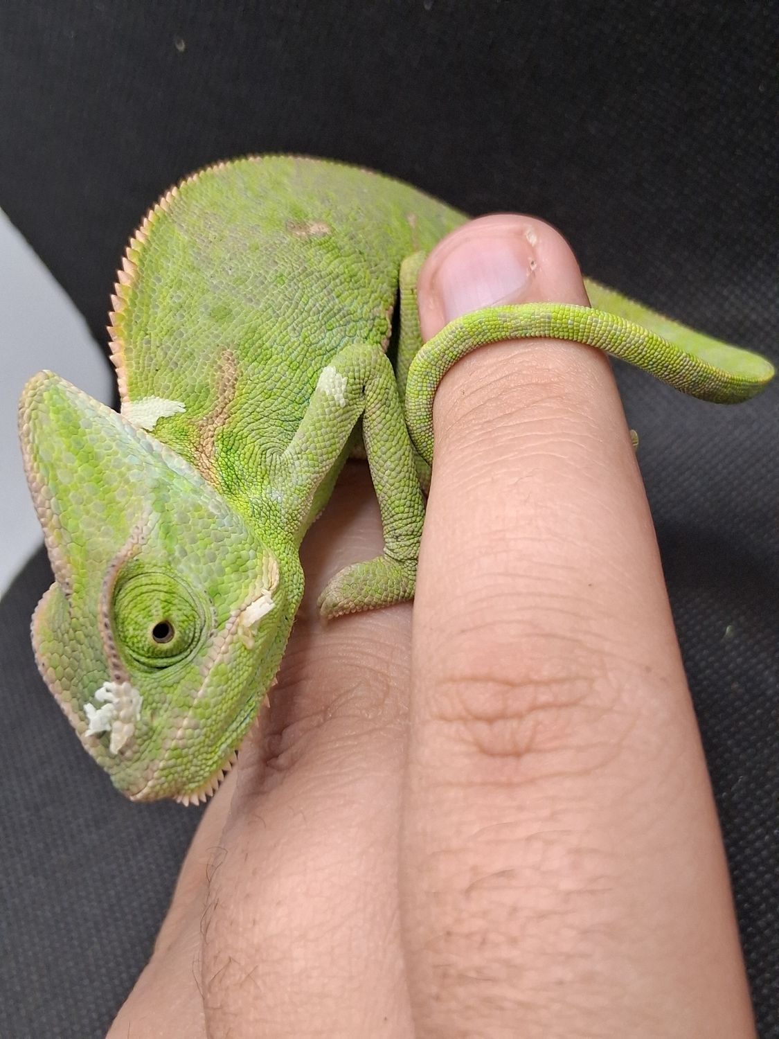 Veiled Chameleons
