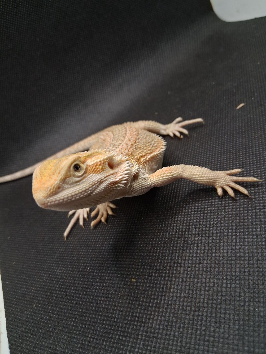 Juvenile bearded dragons