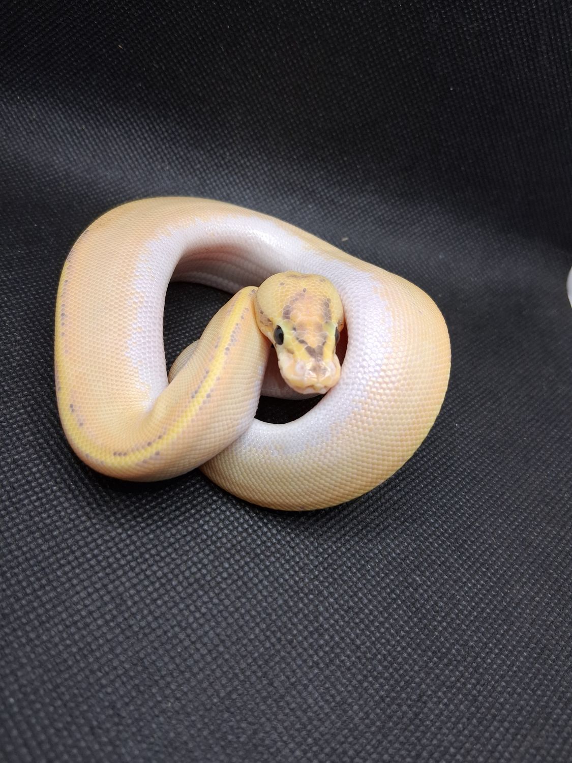 Pastel Ivory female ball python