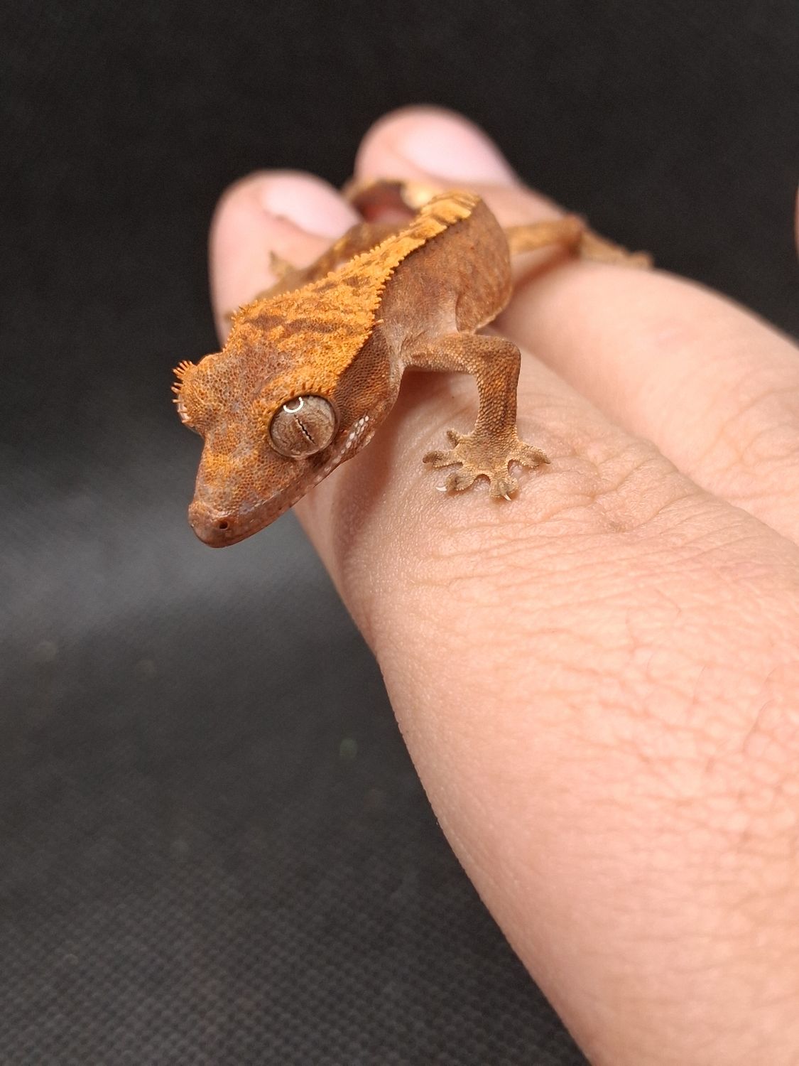Assorted baby crested geckos