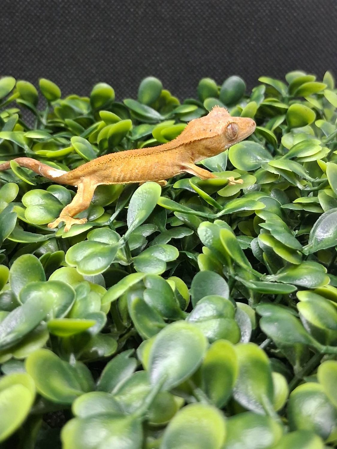Assorted baby crested geckos