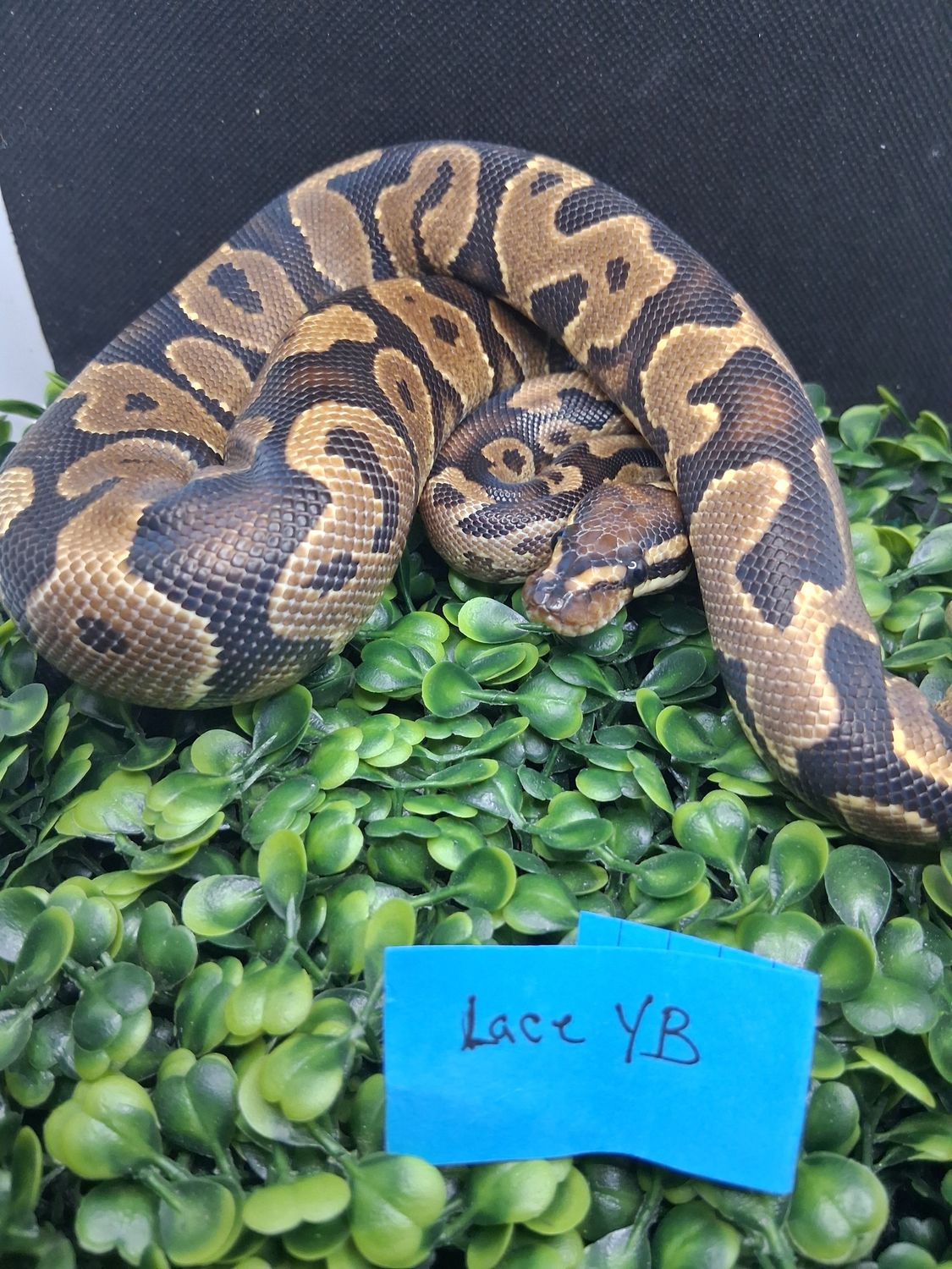 Yellowbelly Lace male