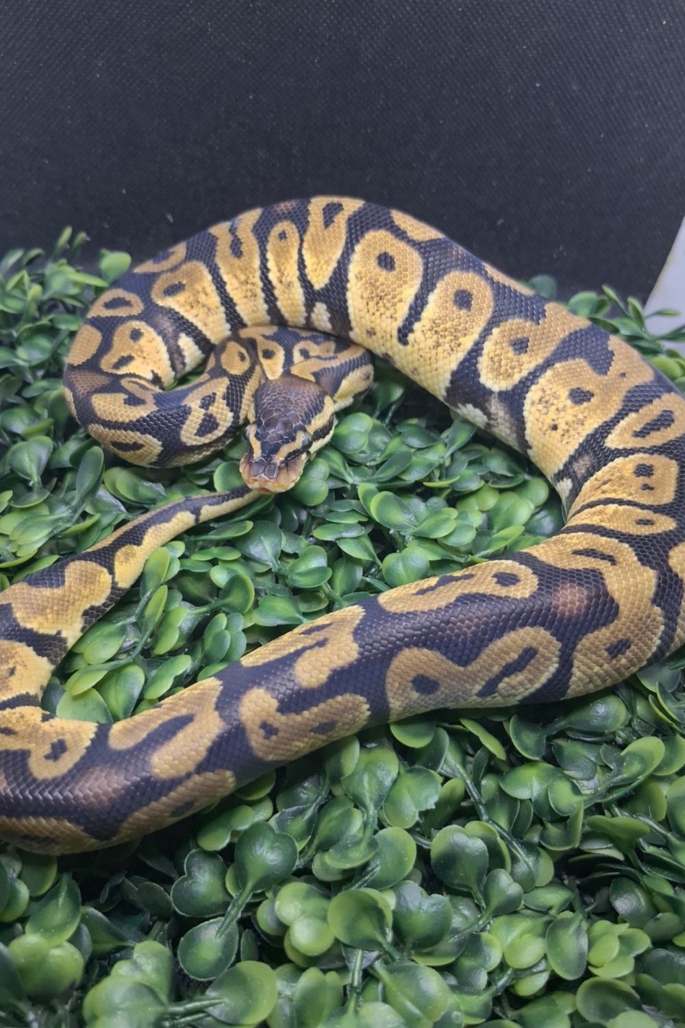 Pastel Leopard het Clown/DG