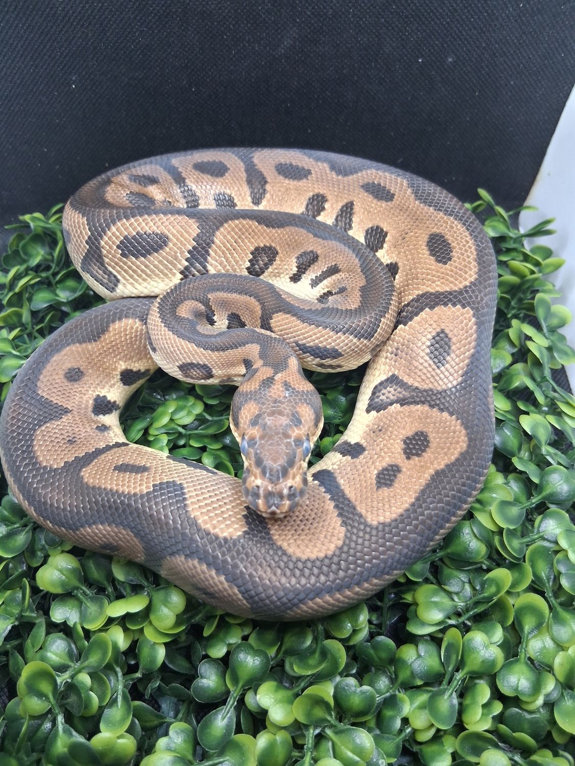 Red-Stripe clown male