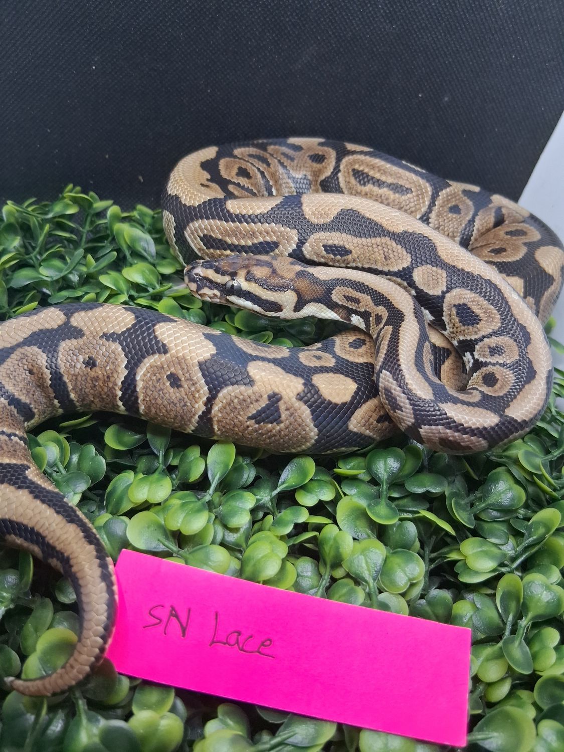 Spotnose Lace female