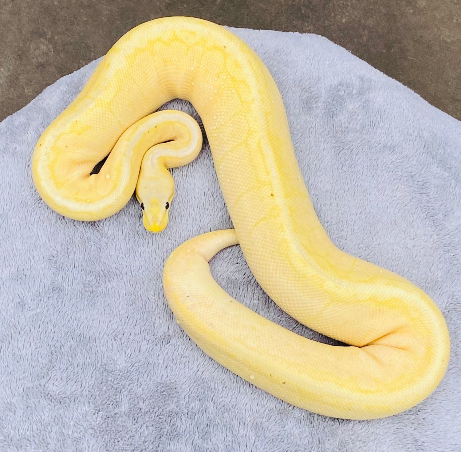 Pastel Banana Pinstripe het paint M