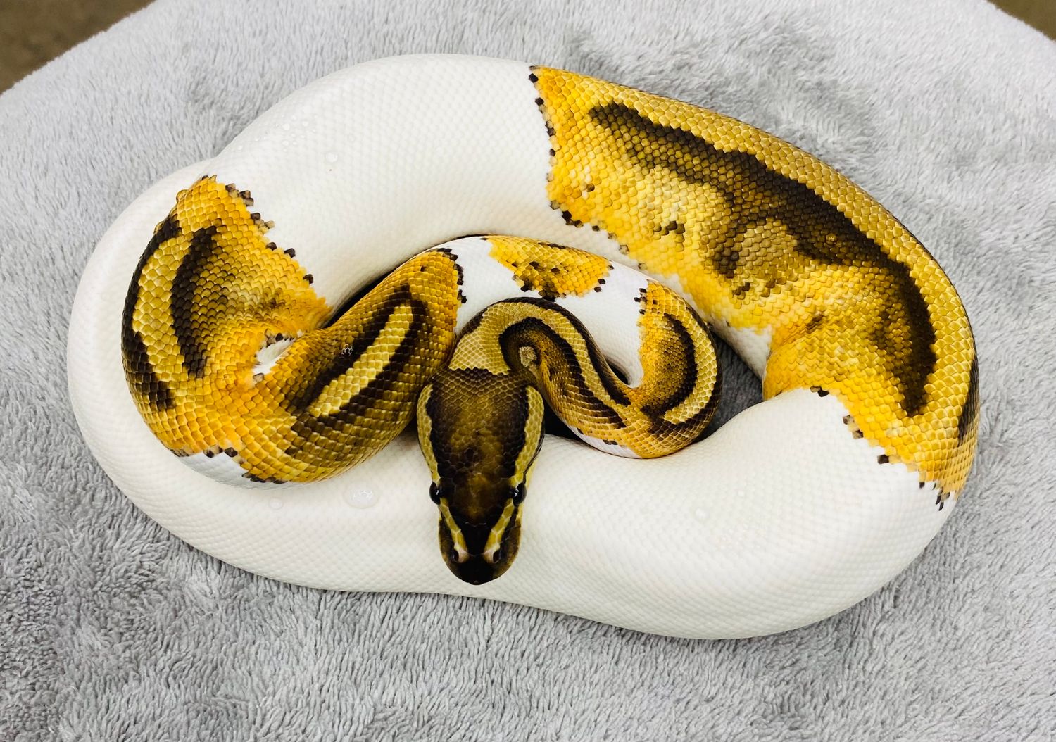 Yellowbelly Pied het clown Male