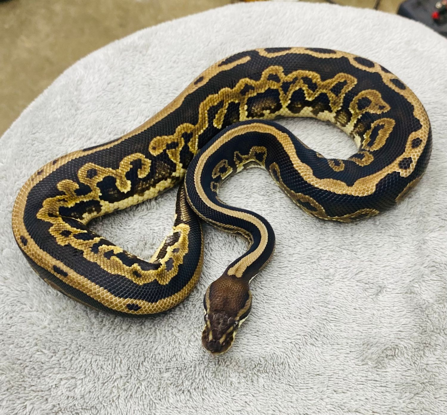 Cinnamon Enchi Leopard Het Pied Male