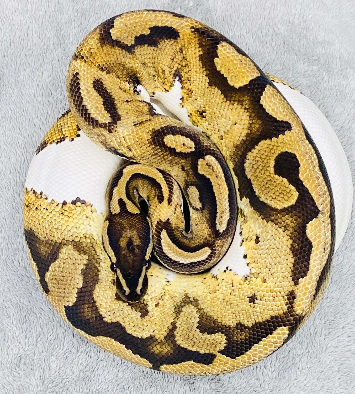 Pied het lavender Albino F