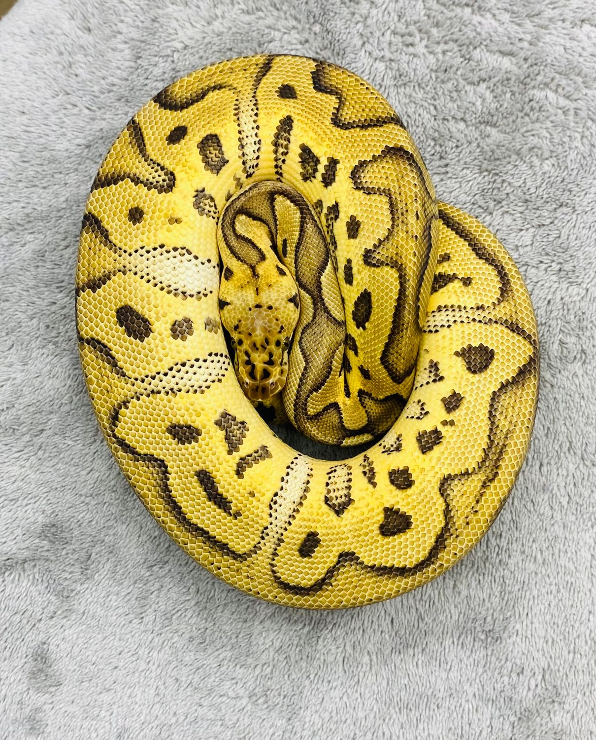 Pastel Clown Female