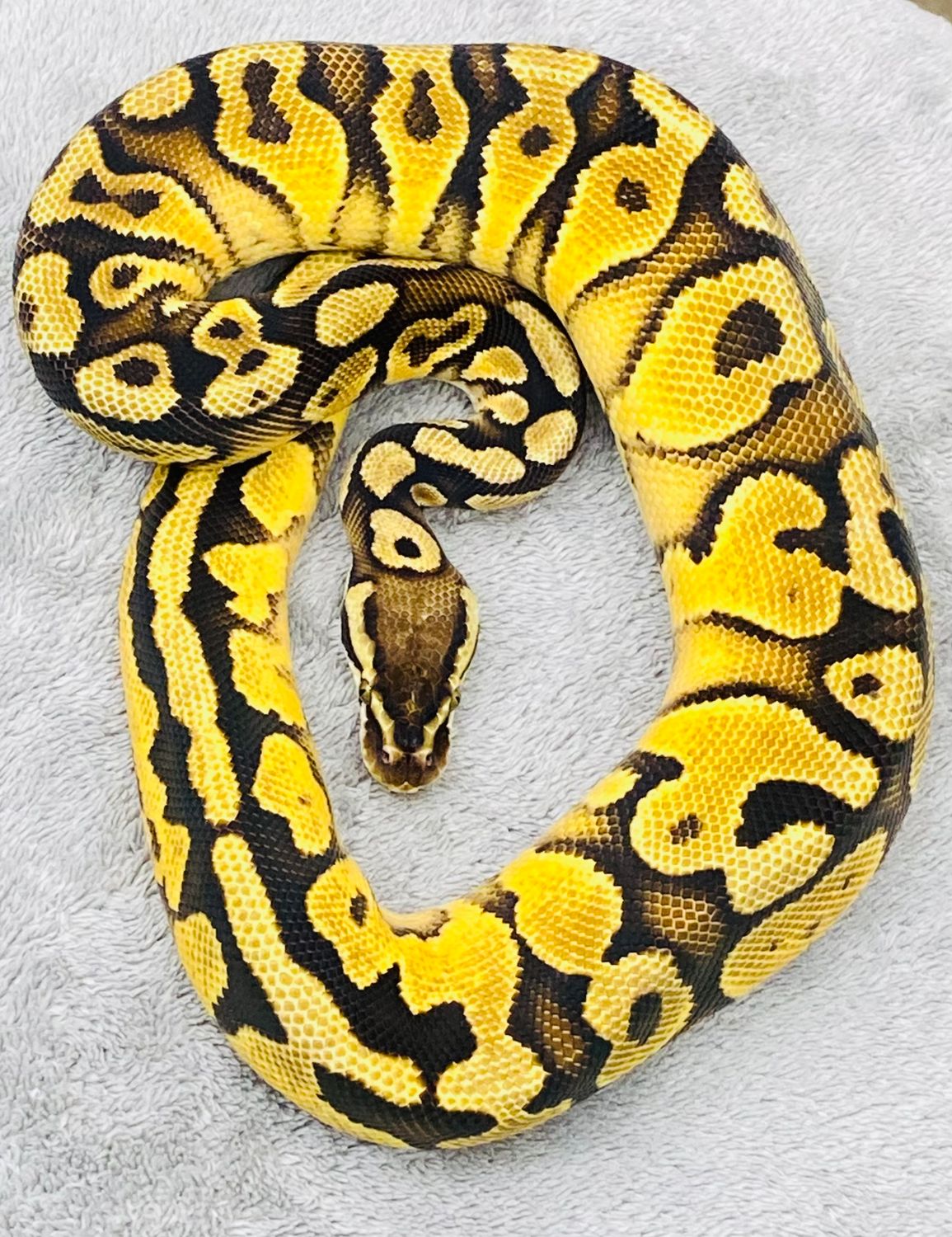 Pastel Orange Dream yellowbelly het puzzle Male