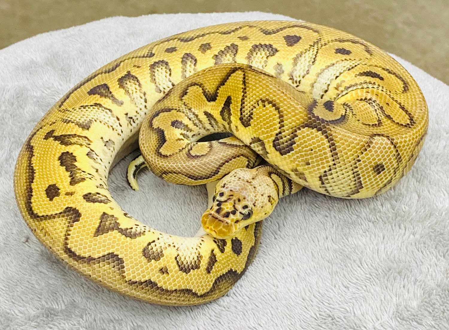 Firefly Clown Het Pied Male