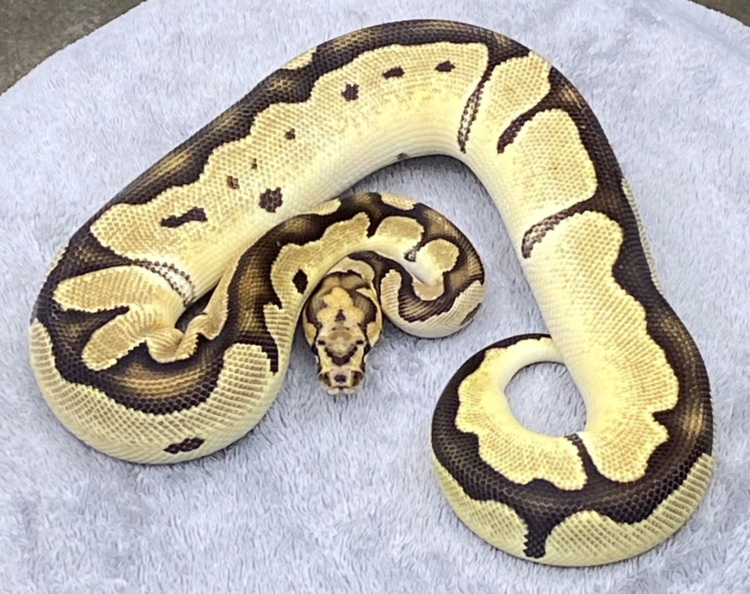 Orange Dream Enchi Clown Female