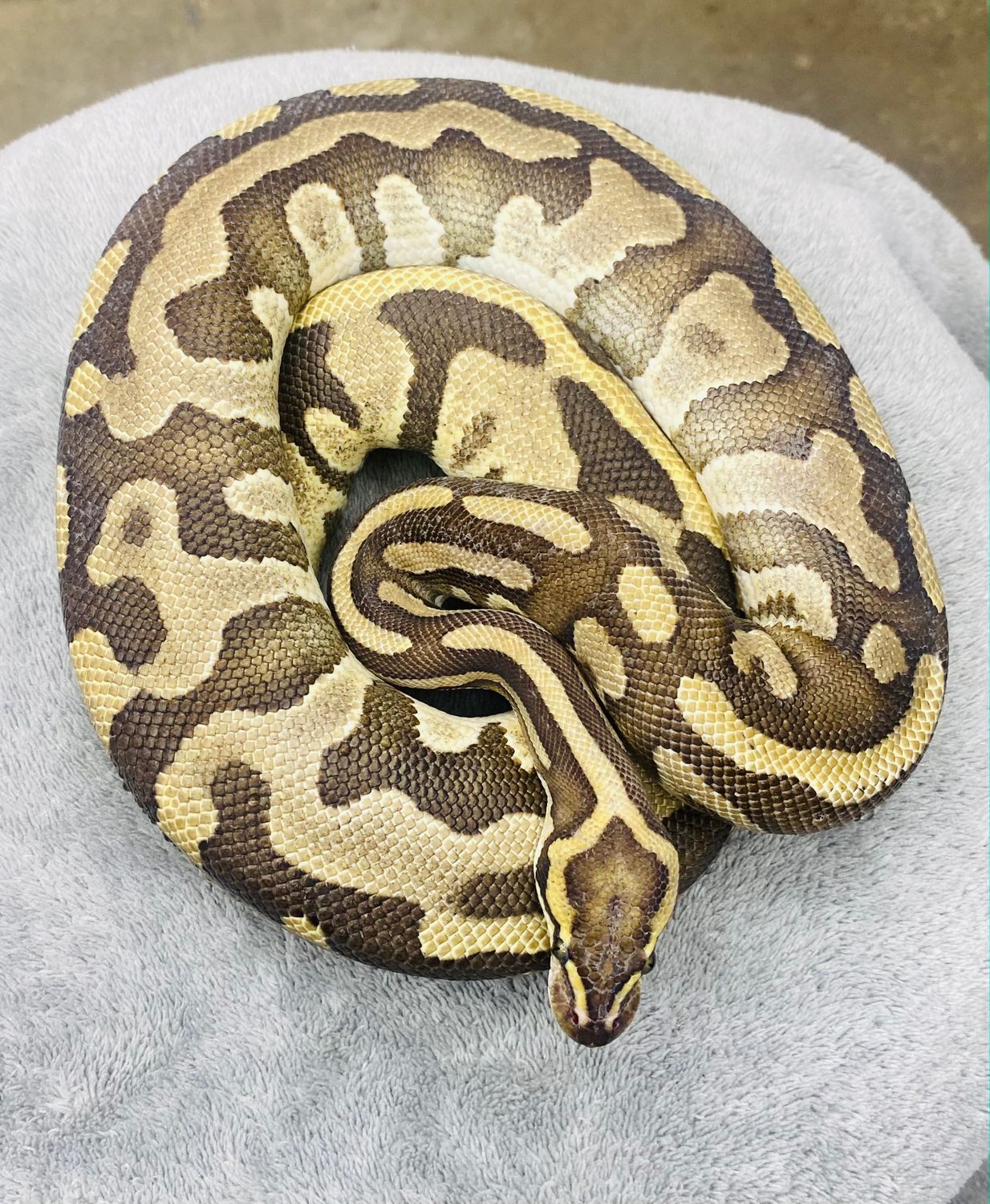 Leopard Enchi Mahogany Female